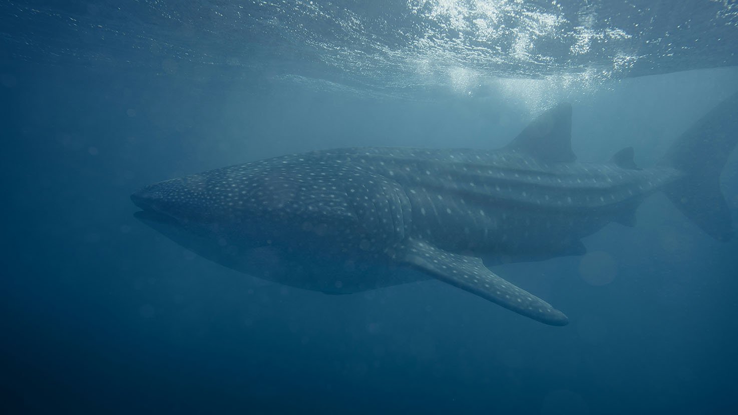 whale-shark-Ningaloo-Reef-westernaustrlia